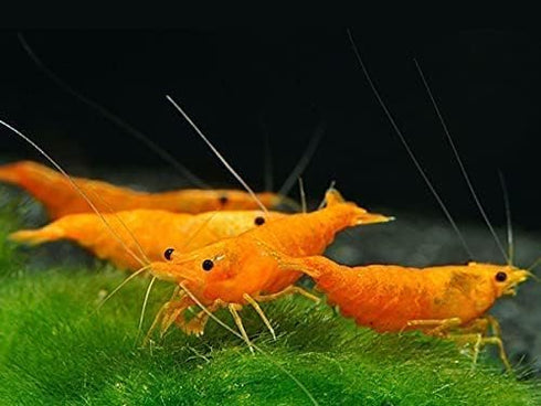 Generic 7 7 7 (Pack 21+) Orange, Yellow & Blue Dream Three Mix Colors Live Shrimps Freshwater Shrimp High Grade Live