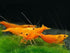Generic 7 7 7 (Pack 21+) Orange, Yellow & Blue Dream Three Mix Colors Live Shrimps Freshwater Shrimp High Grade Live