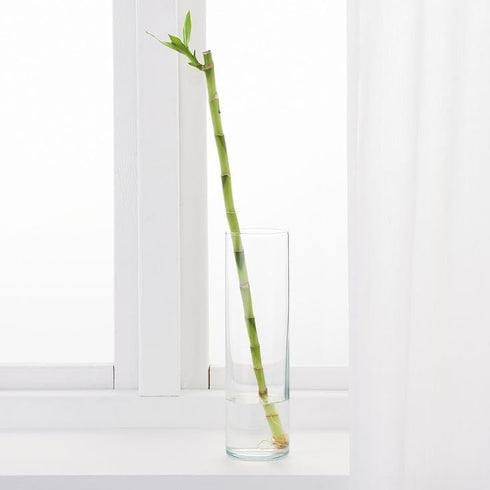 Generic 5 18 Inch Stalks of Straight Lucky Bamboo with one Free Bottle of Plant Food