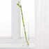 Generic 5 18 Inch Stalks of Straight Lucky Bamboo with one Free Bottle of Plant Food