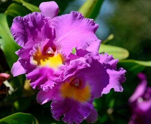 Discount Hawaiian Gifts 1 4 6 Inches 2.5 Inch Hawaiian Pink Cattleya Orchid Starter Plants PK - Tall, Rooted in No