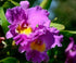 Discount Hawaiian Gifts 1 4 6 Inches 2.5 Inch Hawaiian Pink Cattleya Orchid Starter Plants PK - Tall, Rooted in No