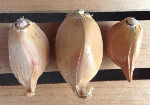 Cloves -0.15 OZ 16 Garlic Elephant Organic Fresh seeds garlic elephant for planting, eating and growing your own