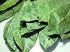 100% 1oz (28g) Natural Dried Soursop Leaves From Ceylon Sri Lanka