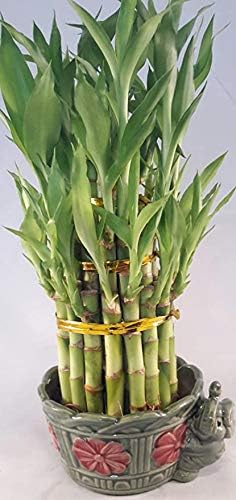 JM BAMBOO Lucky Bamboo Tower in Decorative Elephant Pot (unique from Jmbamboo
