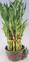 JM BAMBOO Lucky Bamboo Tower in Decorative Elephant Pot (unique from Jmbamboo