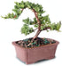 Brussel's Bonsai - Live Green Mound Juniper Bonsai Tree, Outdoor Bonsai Tree Live Plant, Medium Bonsai for Patio Garden