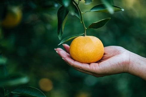 RawJoy (8 lb) Orange fruits fresh hand picked from orchard naturally grown farm produce
