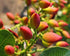 12 Packs. Food to Live No Shell Pistachios, Ounces Unsalted, Kernels, Sirtfood, Bulk. Pistachios Individual Wonderful