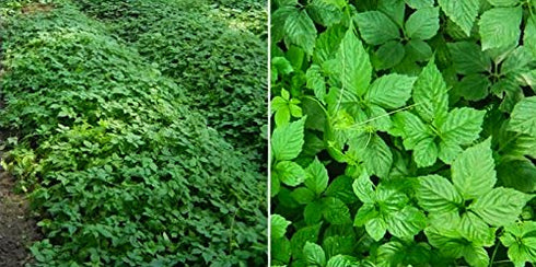 Majestic Herbs (Gynostemma |100g Jiaogulan Tea Pentaphyllum) by | Organically Grown Loose Leaf Tea | Caffeine-Free |