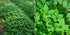 Majestic Herbs (Gynostemma |100g Jiaogulan Tea Pentaphyllum) by | Organically Grown Loose Leaf Tea | Caffeine-Free |