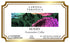 Larissa Veronica (12 573082) 3 Pack Honey Guatemalan Coffee (Single Serve K-Cup Pods) (Gourmet, Naturally Flavored
