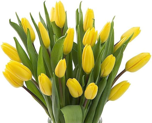 20 KaBloom PRIME OVERNIGHT DELIVERY - WEDDING COLLECTION - PREMIUM Yellow Tulips. Gift for Birthday, Sympathy