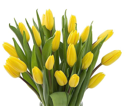 10 KaBloom Flowers -Valentine's Day Collection - Yellow Tulips without vase, Gift for Birthday, Sympathy, Anniversary