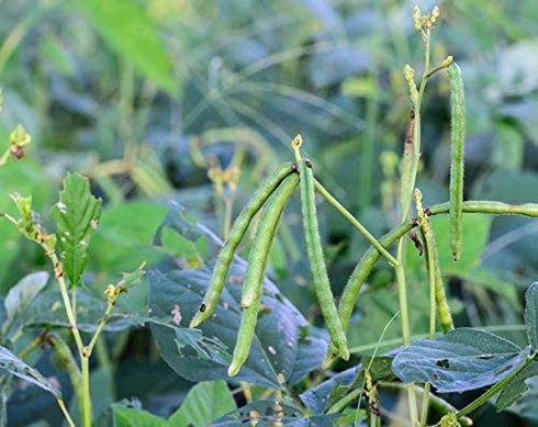1 Food to Live - Mung Beans, Pound Whole, Dried, Raw Moong, Kosher, Vegan, Sirtfood, Bulk Green Gram, Low Sodium, Good