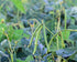 1 Food to Live - Mung Beans, Pound Whole, Dried, Raw Moong, Kosher, Vegan, Sirtfood, Bulk Green Gram, Low Sodium, Good