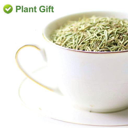 Plant Gift 50g/1.76oz- Rosemary Tea Premium Dried Rosemary Leaves - Non-GMO - Caffeine-free - Distinct Flavor