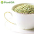 Plant Gift 50g/1.76oz- Rosemary Tea Premium Dried Rosemary Leaves - Non-GMO - Caffeine-free - Distinct Flavor