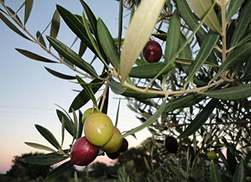 Country (16.9 oz) Texas Hill Olive Co Garlic Infused Olive Oil - Cold Pressed Gourmet EVOO Olive Oil - Great