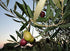 Country (16.9 oz) Texas Hill Olive Co Garlic Infused Olive Oil - Cold Pressed Gourmet EVOO Olive Oil - Great