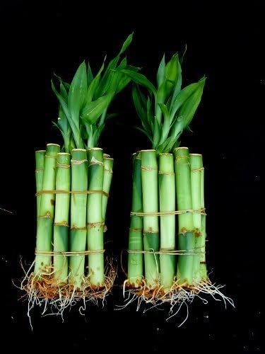 Betterdecor 20 Stalks of 4 Inches Straight Lucky Bamboo