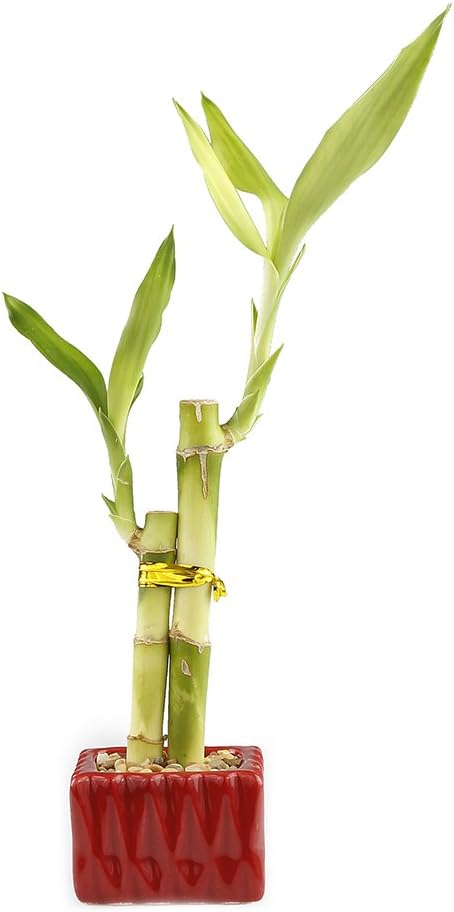 2 4 6 Inches Live Lucky Bamboo Stalk Love Arrangement in Square Red Ceramic Planter - and Lucky Bamboo Indoor Potted