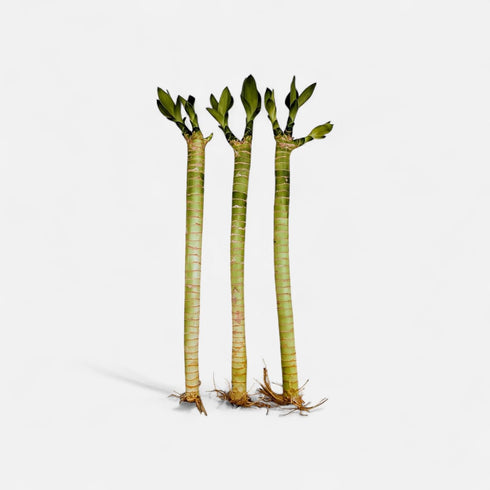 Generic Live Premium Lotus Bamboo, 12 Inch, 3 Pack