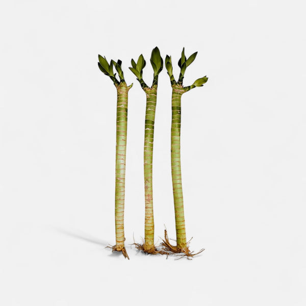 Generic Live Premium Lotus Bamboo, 12 Inch, 3 Pack