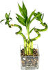 Generic 4 (2) 6 (2) 6 Indoor Live Lucky Bamboo Arrangement- stalks Straight & Spiral Bamboo, Inside Glass Arrangement