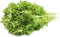 Wasabi Mustard Green Seeds (25 Count) "COOL BEANS N SPROUTS" Brand. Home