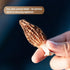 1oz (28.35g) Auditum Premium Dried Morel Mushrooms, Wild Harvested, Nutrient-dense for Vegans, Earthy Flavor & Rich