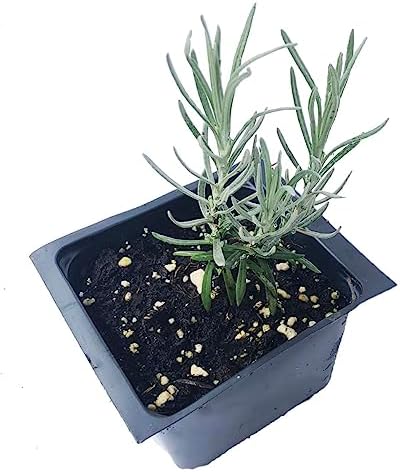 Curry Plant (Helichrysum italicum) 2.5 inch Pot