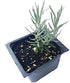 Curry Plant (Helichrysum italicum) 2.5 inch Pot