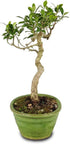 4 5-8 Inches Brussel's Bonsai - Live Golden Gate Ficus Bonsai Tree in Ceramic Bonsai Pot, Indoor Bonsai Plant, Years