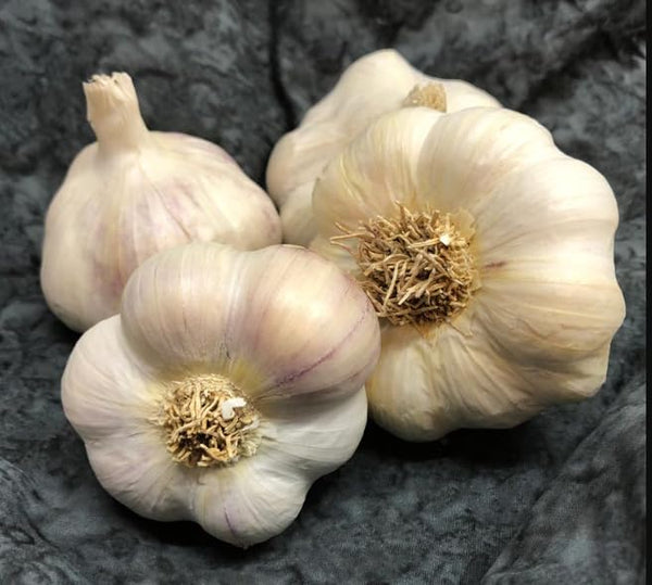 Generic Hardneck Garlic Tuber for Planting - 8 Polish Hardneck Garlic Tuber
