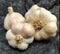 Generic Hardneck Garlic Tuber for Planting - 8 Polish Hardneck Garlic Tuber