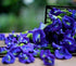 ANCIENT HERB Premium Dried Butterfly Flower for Blue & Purple Drinks, Butterfly Tea, Non-GMO, Pure Natural (3.52 oz)