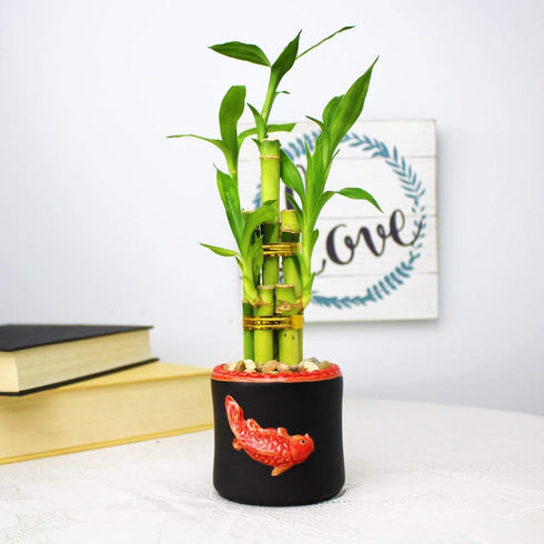 5 8 Inch Live Lucky Bamboo Stalk Arrangement - Live Indoor House Plant for Home Decor, Arts & Crafts, Zen Garden