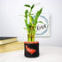 5 8 Inch Live Lucky Bamboo Stalk Arrangement - Live Indoor House Plant for Home Decor, Arts & Crafts, Zen Garden