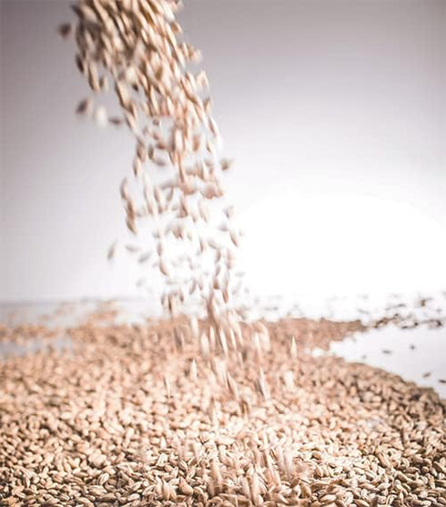 BIRCH & MEADOW Malt Vinegar Powder - Tangy & Sweet Flavor, Easy to Use