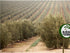Oliveira da Serra 750ml Seleco Ouro - Azeita Virgem Extra - Portuguese Extra Virgin Olive Oil - Gold Selection