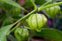 4 Tomatillo, Whole fresh Tomatillos, pounds worth of Whole Tomatillos. COOL BEANS n SPROUTS.