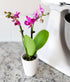Touch of Royalty Mini Orchid Plant