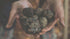 2 (6 oz Summer Vegan Truffle Mayo Jars Each) - Made in Italy by Sessa Tartufi - Gourmet Plant-Based Mayonnaise