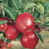 Generic (5 Red Delicious Apples, Fresh Fruit, USA Grown, Non-GMO, Bulk Pounds)