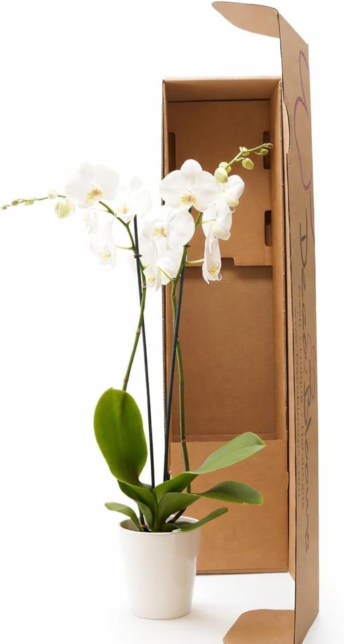 5 DecoBlooms Premium Pearl Orchid Live Indoor Plant (Modern Pot Included) Grown in the USA - Fresh Flowering Home Decor