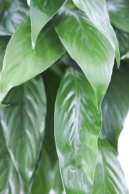6 inch Large Purifying Peace Lily in Pot - Fall Collection - KaBloom Prime Next Day - Gift for Birthday, Get Well