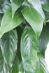 6 inch Large Purifying Peace Lily in Pot - Fall Collection - KaBloom Prime Next Day - Gift for Birthday, Get Well