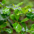 (4 Pack) Yerba Mate Tea Plant | Real Live Plant for Sale | Perfect for Tea Lovers | Hardy and Easy to Grow for Planting