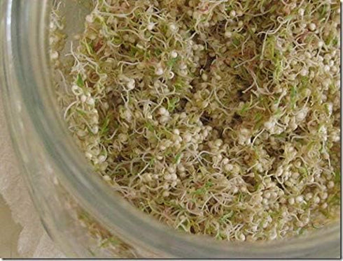 12 oz Country Quinoa Sprouting Seed, Non GMO - - Creek Acres Brand - Quinoa for Sprouts, Garden Planting, Cooking